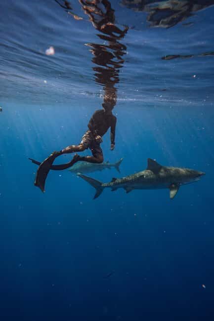 Oahu: Cageless Shark Dive Adventure - Practical Tips for Participants