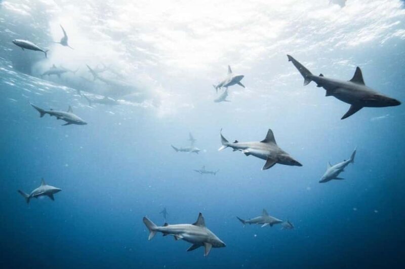 Oahu: Cageless Shark Dive Adventure - Reviews in Focus