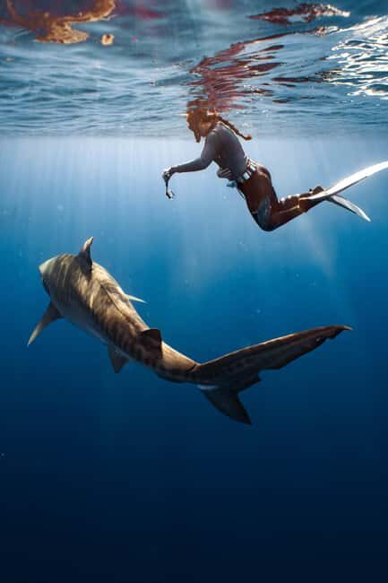 Oahu: Cageless Shark Dive Adventure - FAQ