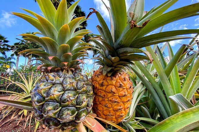 Oahu Circle Island Small Group Tour - Deep Dive Into the Itinerary