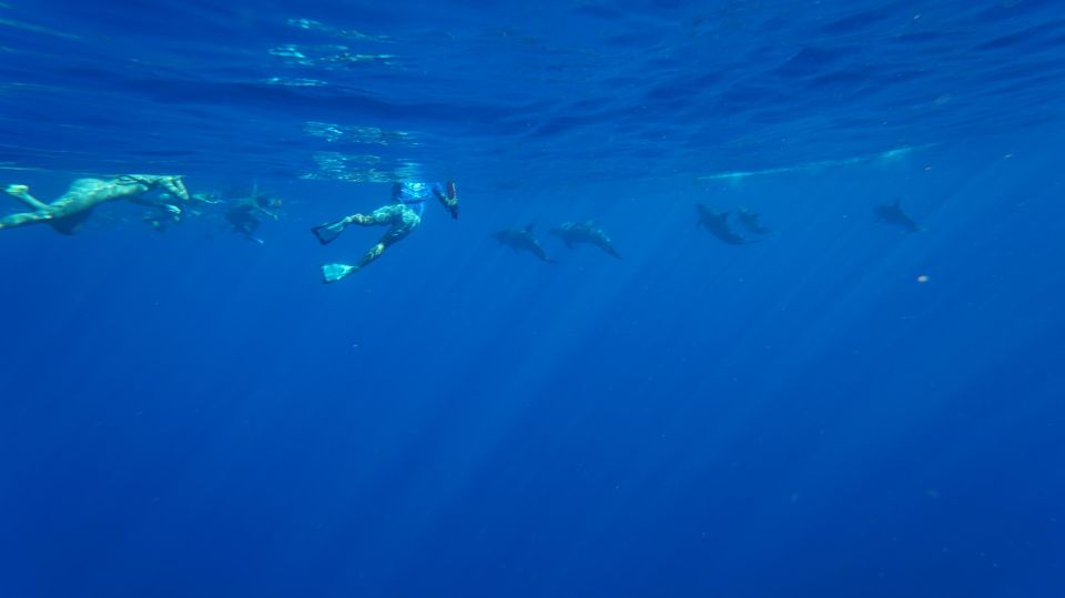 Oahu: Dolphin Swim and Snorkeling Speedboat Tour - Dolphin Swim Experience