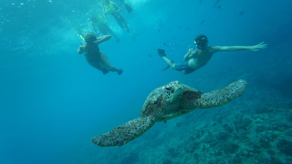 Oahu: Dolphin Swim and Snorkeling Speedboat Tour - Snorkeling With Sea Turtles