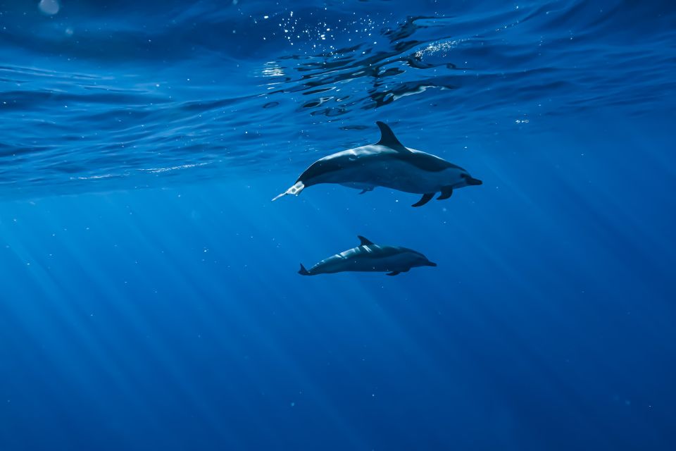 Oahu: Dolphin Swim and Snorkeling Speedboat Tour - Included Amenities