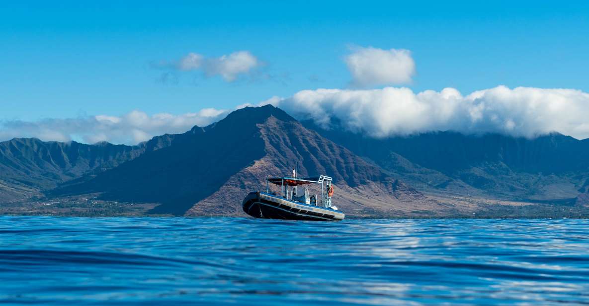 Oahu: Dolphin Swim and Snorkeling Speedboat Tour - Important Considerations