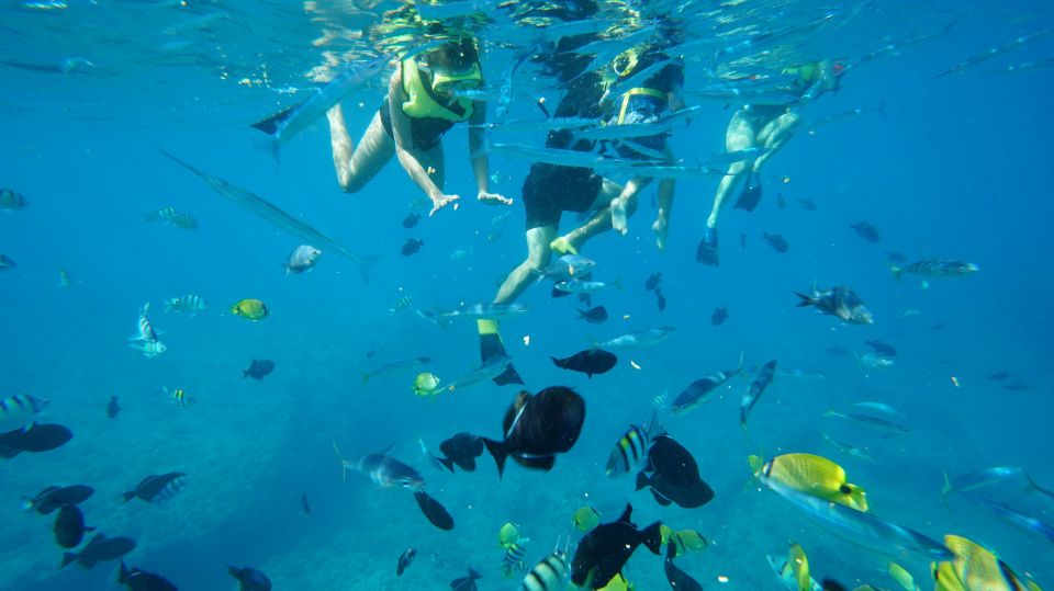 Oahu: Dolphin Swim and Snorkeling Speedboat Tour - Booking and Inquiries