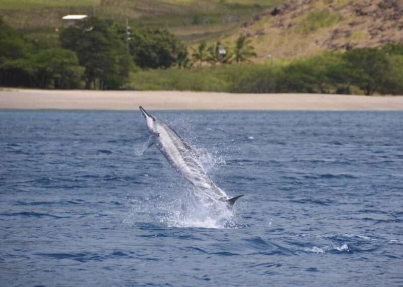 Oahu: Dolphin Swim and Turtle Snorkel Excursion in Waianae - Starting with Convenience and Comfort