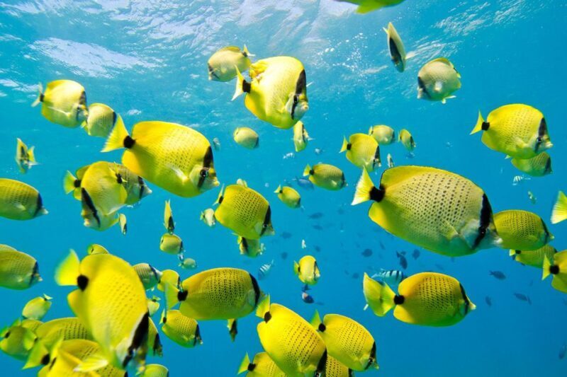 Oahu: Dolphin Swim and Turtle Snorkel Excursion in Waianae - What Makes This Tour Stand Out?