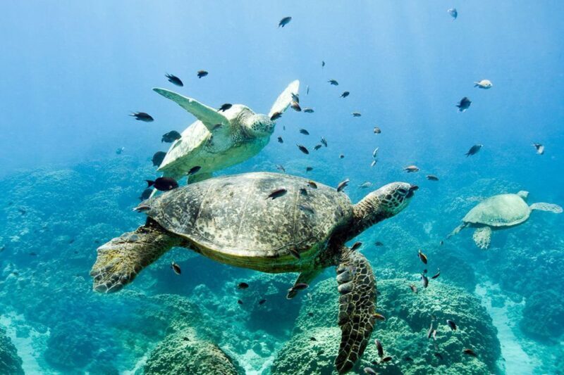 Oahu: Dolphin Swim and Turtle Snorkel Excursion in Waianae - Who Will Love This Tour?