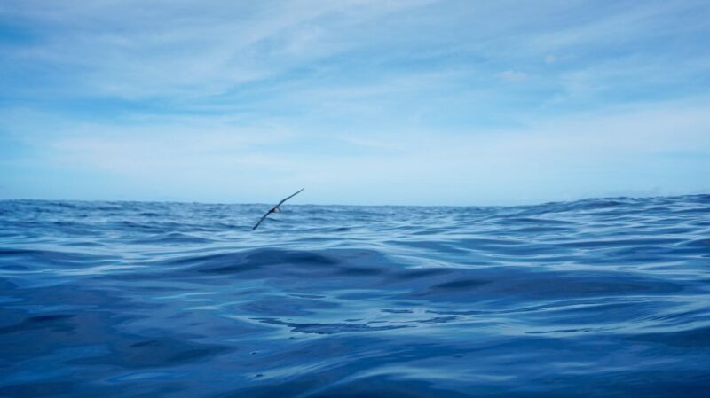 Oahu Dolphin Watch, Turtle Snorkel, Waterslide Activities - Snorkeling with Sea Turtles and Tropical Fish