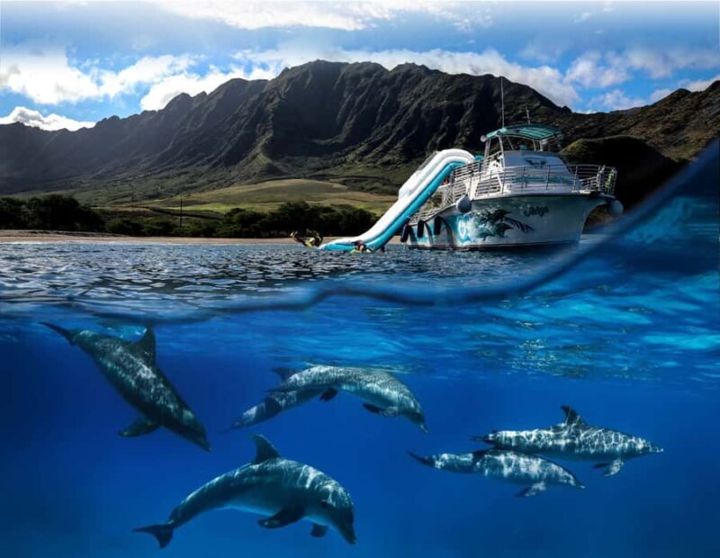 Oahu: Dolphin Watching & Turtle Snorkeling with Waterslide - Key Points