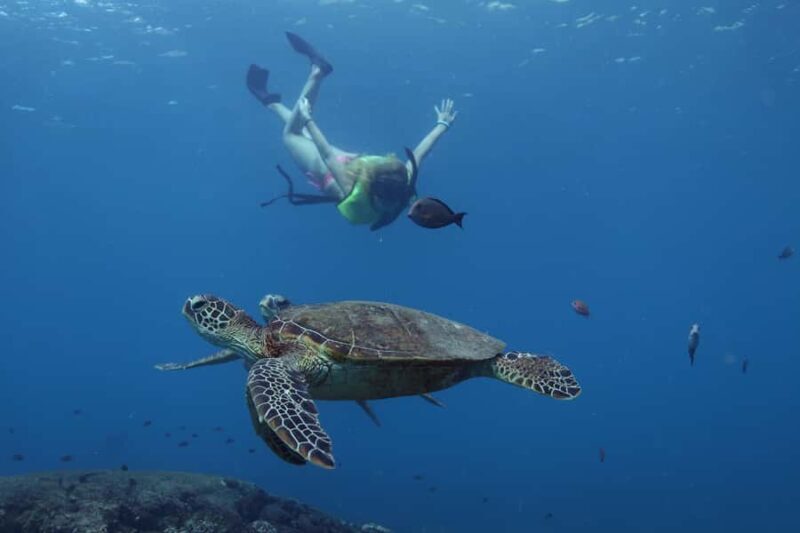 Oahu: Dolphin Watching & Turtle Snorkeling with Waterslide - Is This Tour Worth It?