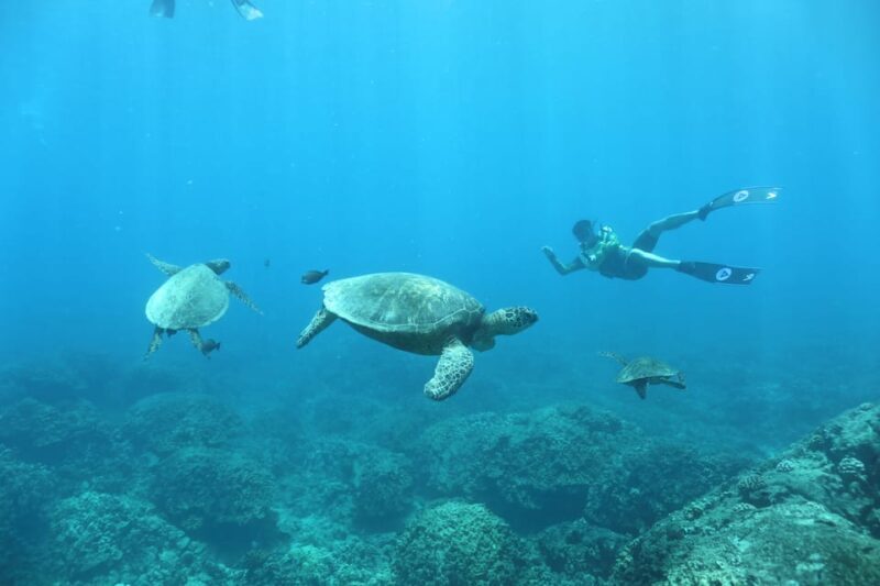 Oahu: Dolphin Watching & Turtle Snorkeling with Waterslide - FAQ