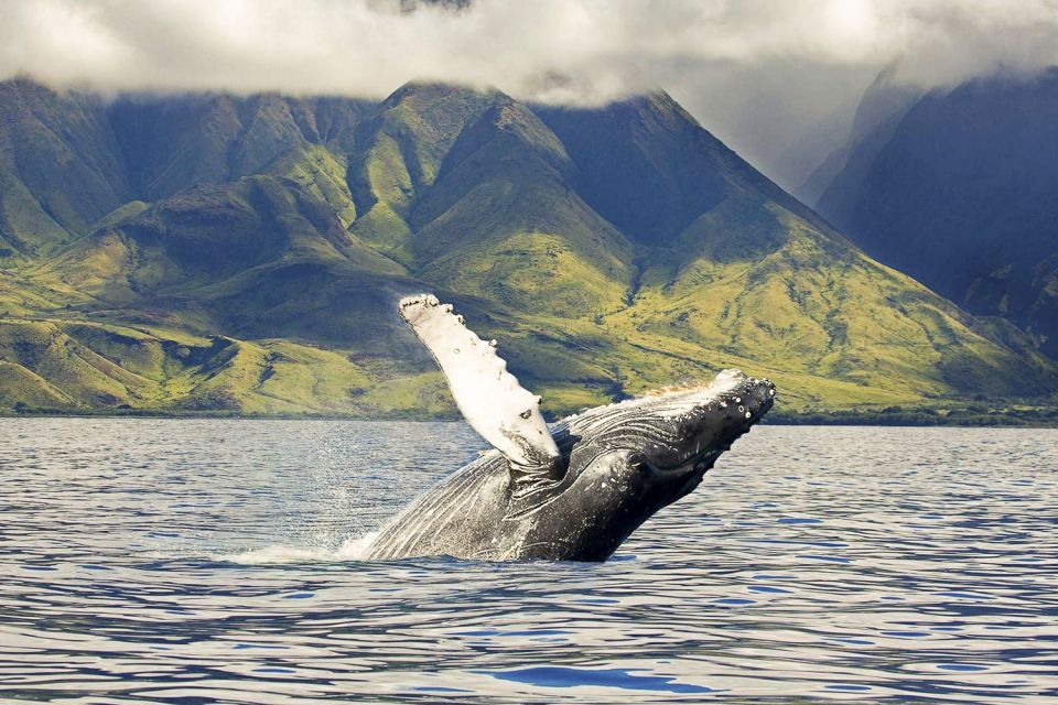 Oahu: Eco-Friendly West Coast Whale Watching Cruise - Key Points
