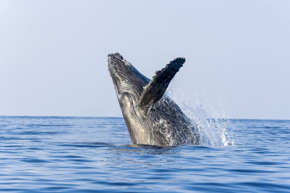Oahu: Eco-Friendly West Coast Whale Watching Cruise - Humpback Whale Migration