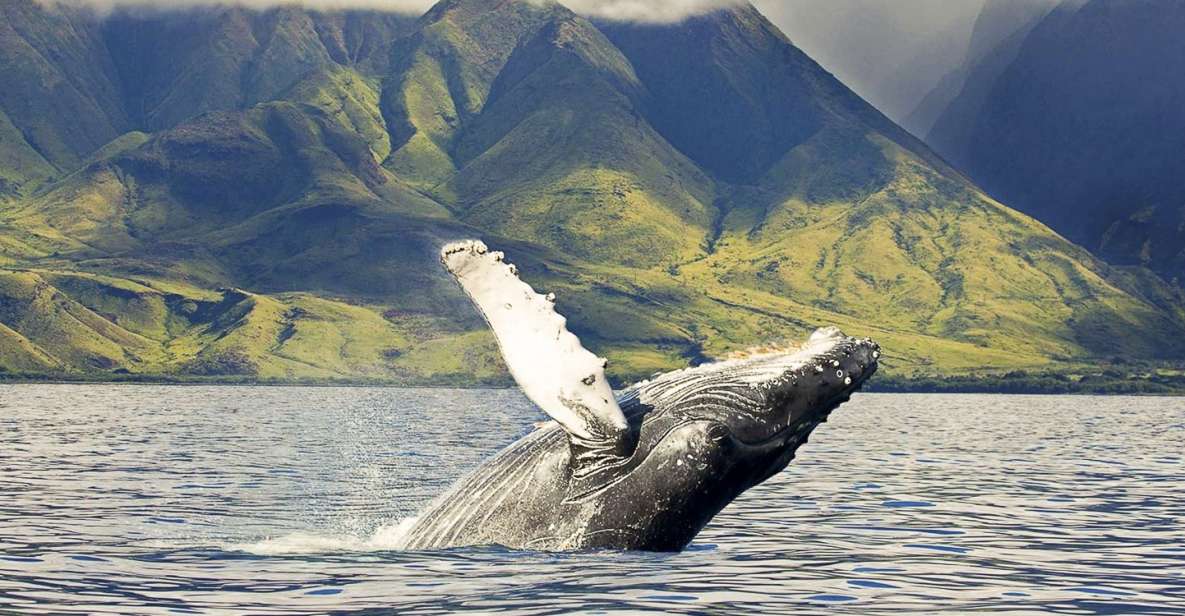 Oahu: Eco-Friendly West Coast Whale Watching Cruise - Stunning Oahu Coastline