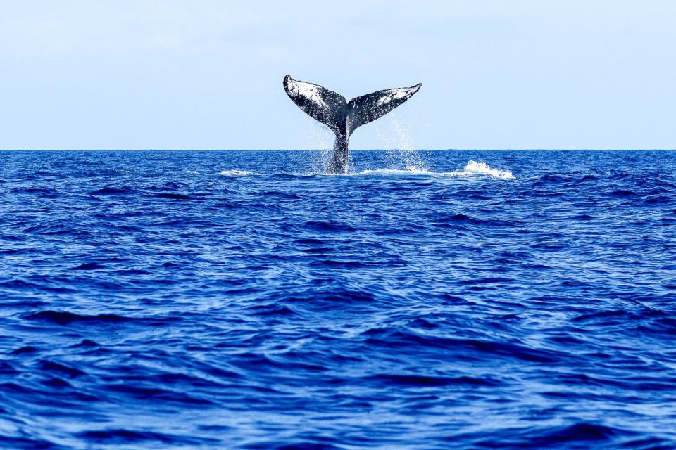 Oahu: Eco-Friendly West Coast Whale Watching Cruise - Meeting Point and Directions