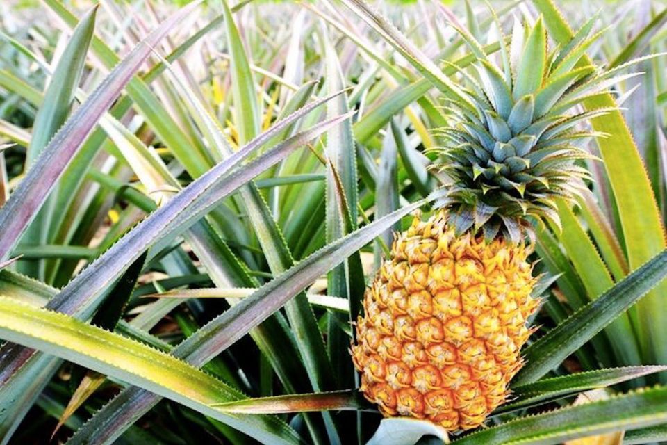 Oahu: Guided Tour of North Shore and Waimea Botanical Garden - North Shore Beaches