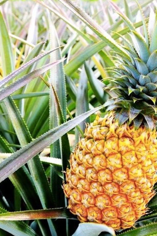 Oahu: Guided Tour of North Shore and Waimea Botanical Garden - Booking and Pricing