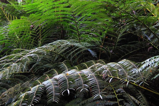 Oahu Hidden Waterfall Hike: A Tropical Paradise Adventure - Hiking Experience