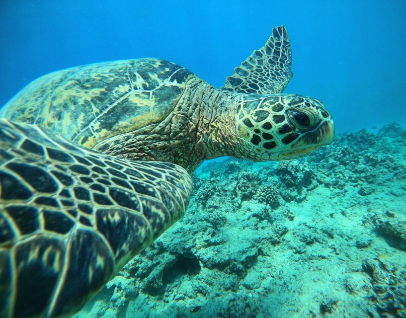 Oahu: Honolulu Turtle Canyon Snorkeling Tour - Highlights of the Tour