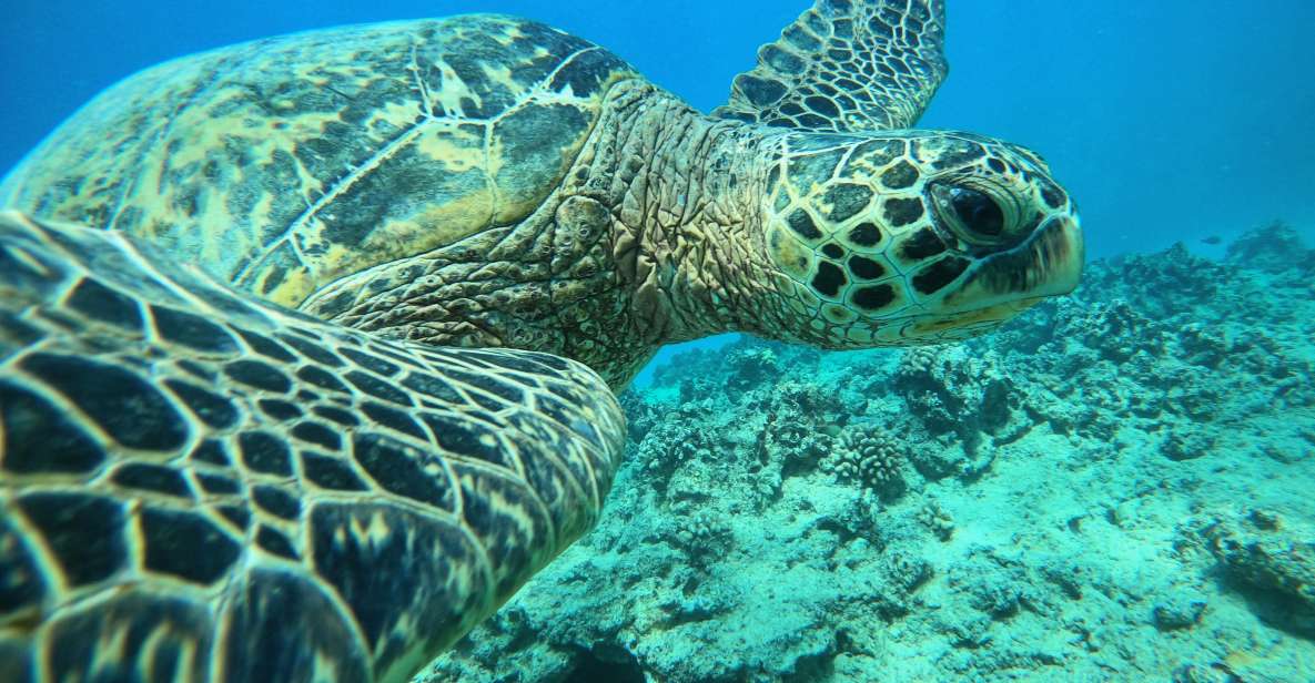 Oahu: Honolulu Turtle Canyon Snorkeling Tour - Starting Location and Departure