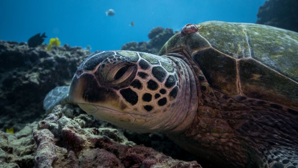 Oahu: Honolulu Turtle Canyon Snorkeling Tour - Preparation for the Tour