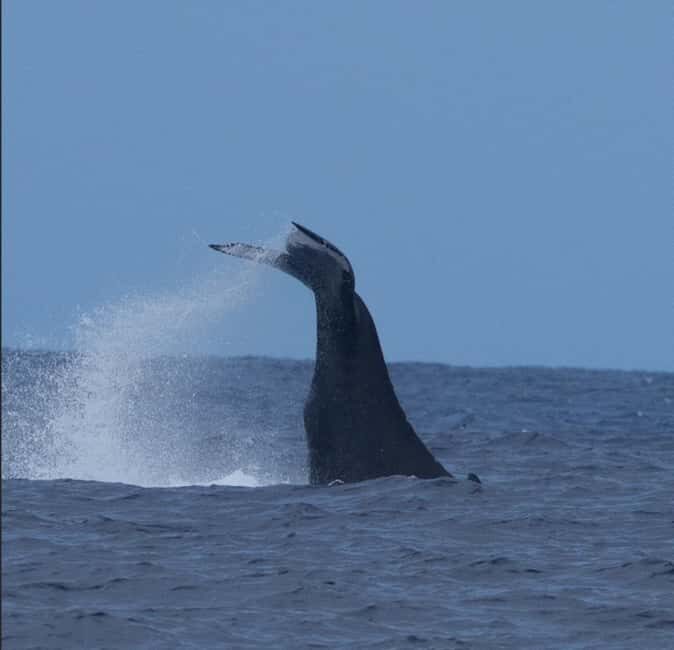 Oahu: Humpback Whale Watching Tour - A Gentle Introduction to the Experience