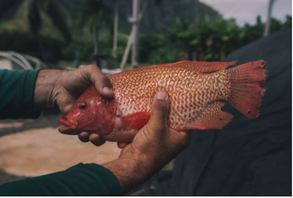Oahu: Kualoa Movie Sites, Jungle, and Buffet Tour Package - Kualoa Grown Gardens