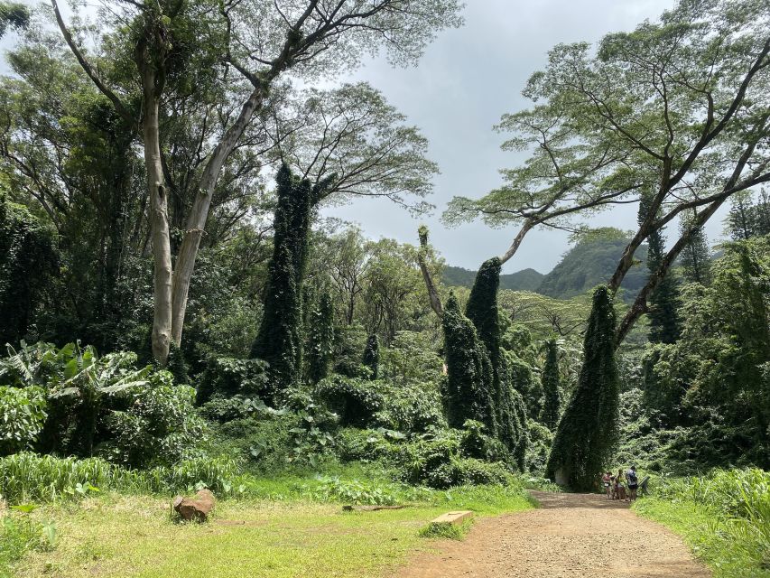 Oahu: Manoa Falls Trail Hiking Shuttle - Key Points