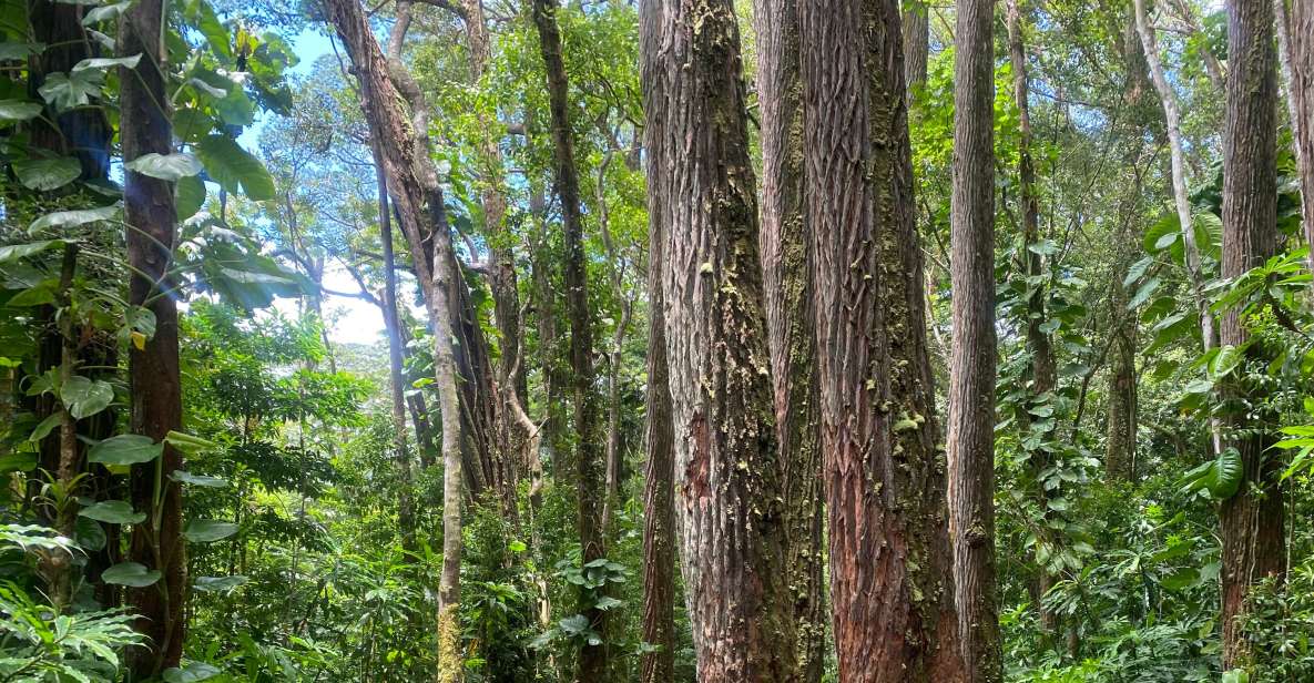 Oahu: Manoa Falls Trail Hiking Shuttle - Highlights