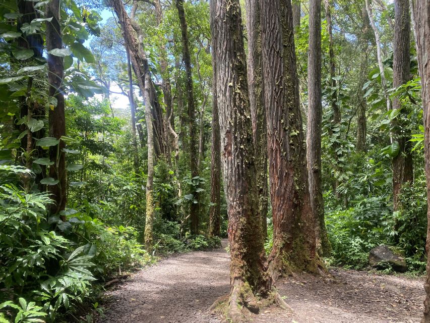 Oahu: Manoa Falls Trail Hiking Shuttle - Itinerary