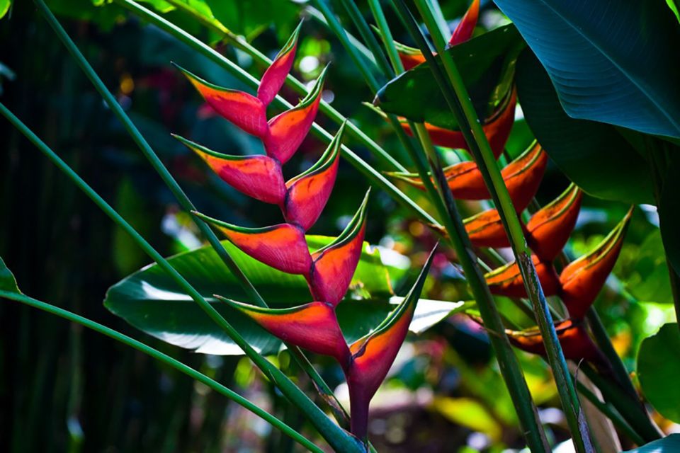 Oahu: Manoa Falls Waterfall Hike With Lunch and Transfers - Spectacular Manoa Falls