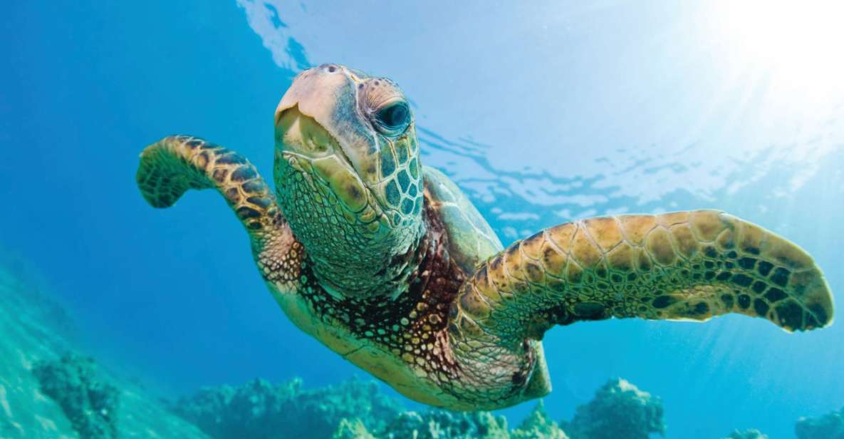 Oahu: Morning Snorkel Sail Along Waikiki Beach - Snorkel Gear and Safety Precautions