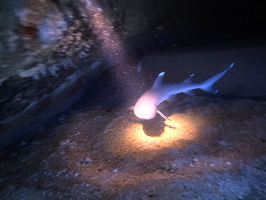 Oahu Night Dive: Adventure for Certified Divers - Meet Your English-speaking Divemaster