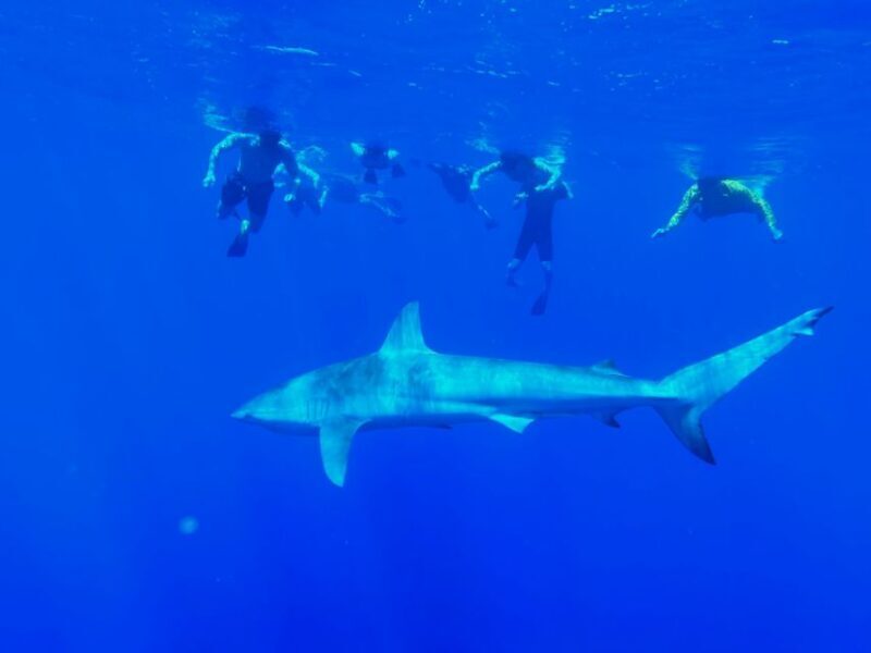 Oahu: North Shore Cageless Shark Snorkeling Tour - Who Should Consider This Tour?
