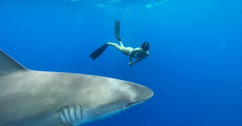 Oahu: North Shore Cageless Shark Snorkeling Tour - FAQ