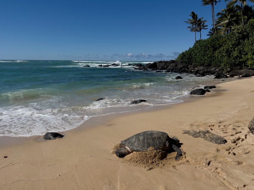 Oahu: Private Best of Oahu Sightseeing Tour - Tour Highlights