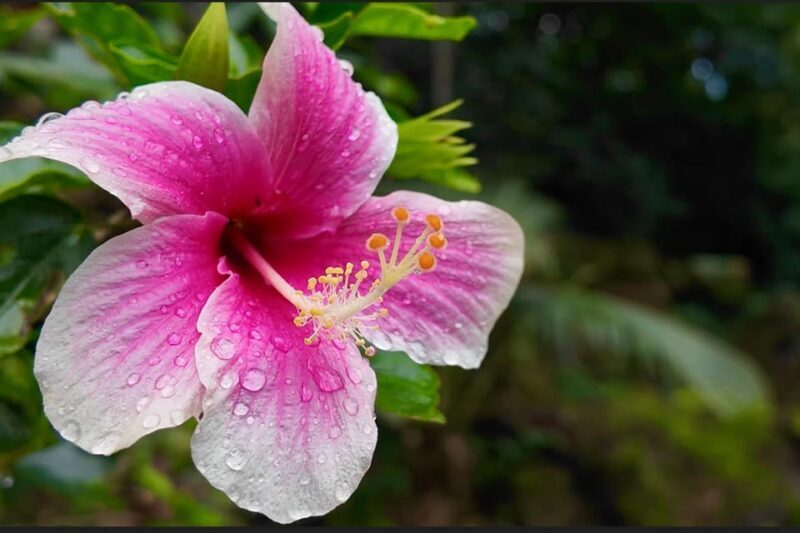 Oahu: Private Tour-North Shore feat. Waimea Falls - An In-Depth Look at the Tour Experience