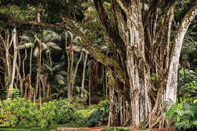 Oahu Private Tour North Shore, Waimea Falls and Dole Plantation - FAQ