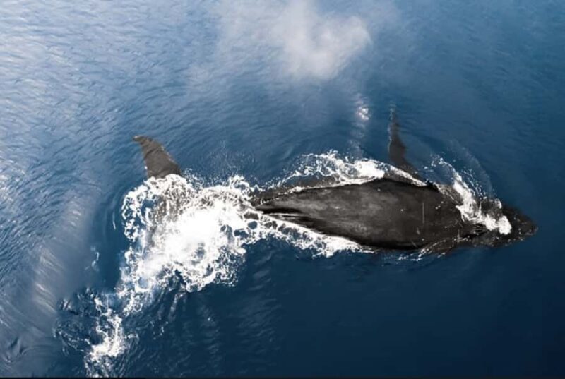 Oahu: Private Whale-Watching Tour - 6 passengers max - FAQ