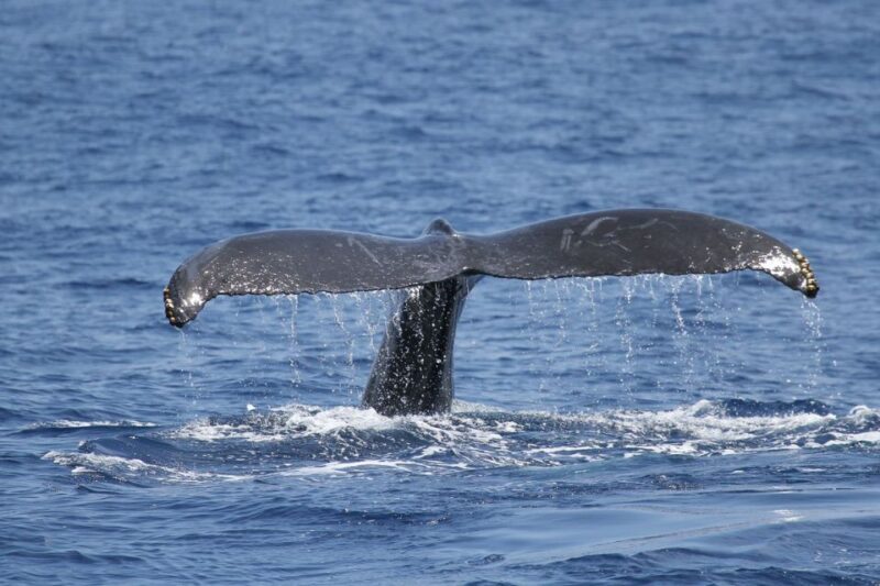 Oahu: Seasonal Whale Watch Cruise - An In-Depth Look at the Whale Watch Experience