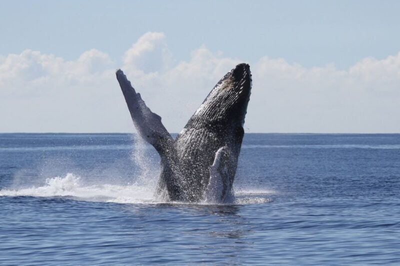 Oahu: Seasonal Whale Watch Cruise - Who Will Enjoy This Tour?