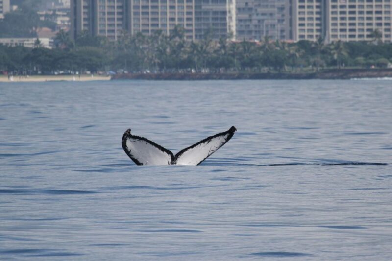 Oahu: Seasonal Whale Watch Cruise - FAQ