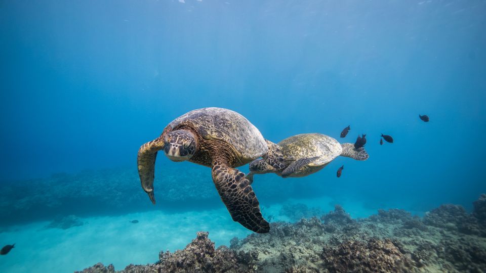 Oahu: Shallow Reef Scuba Dive for Certified Divers - Getting to Dive Oahu