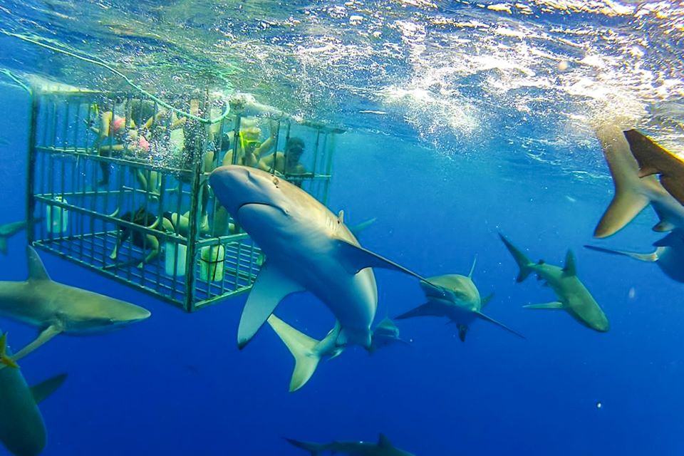 Oahu: Shark Cage Dive on the North Shore - Choosing the Experience