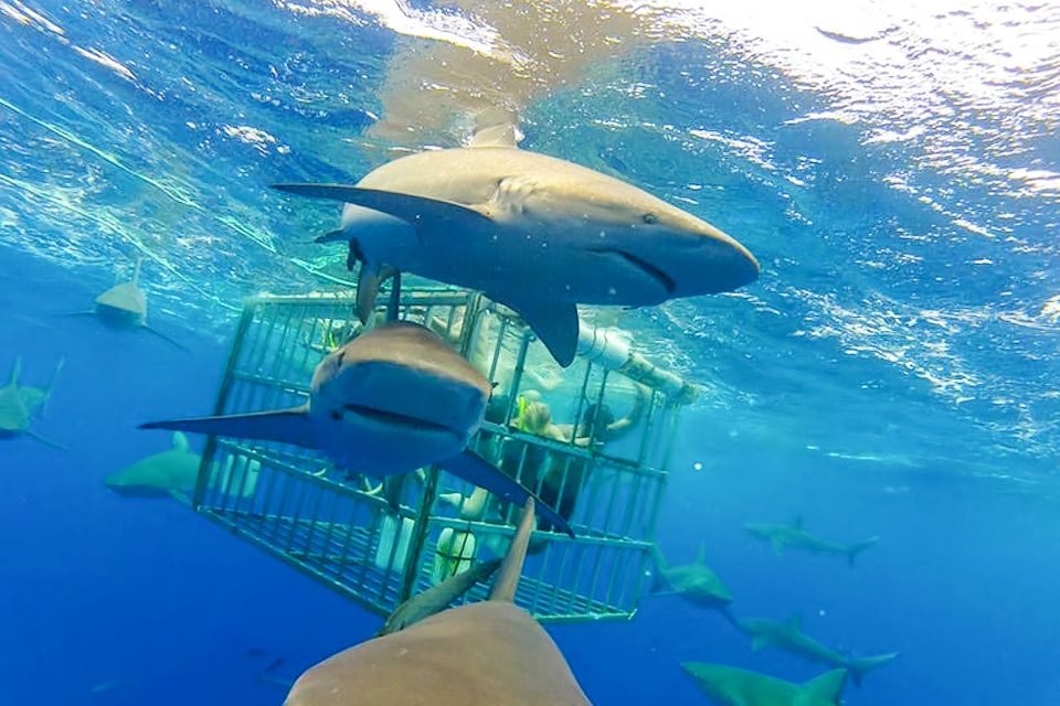 Oahu: Shark Cage Dive on the North Shore - Booking and Cancellation Policy