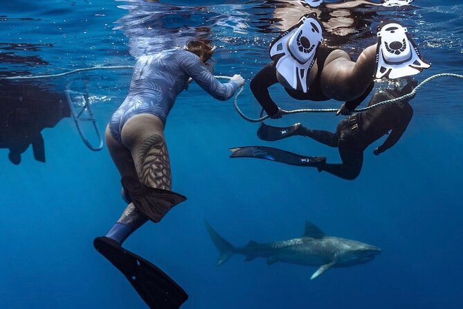Oahu Shark Dive (No Cage) - Good To Know