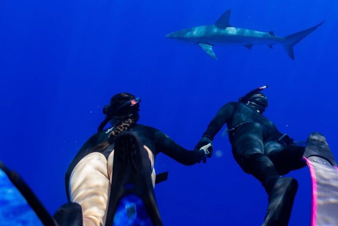 Oahu Shark Dive (No Cage) - Tour Details