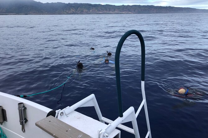 Oahu Shark Dive (No Cage) - Diving With Mano Sharks