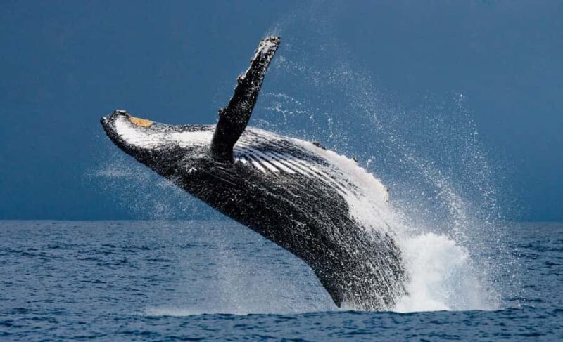 Oahu: Small-Group Whale Watching Sail with Local Crew - FAQ